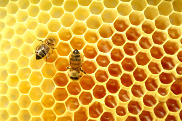Bí quyết chữa táo bón bằng mật ong tốt bất ngờ