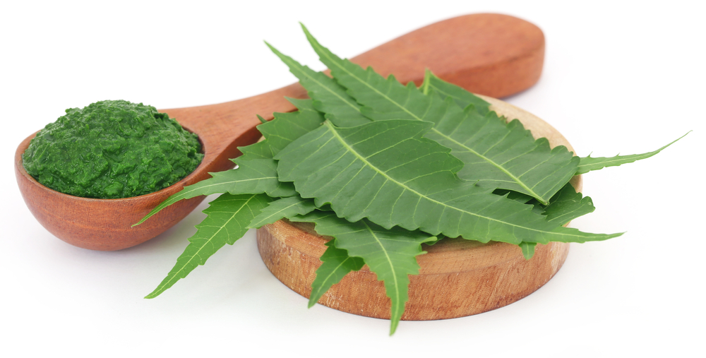 lá neem là gì và cách sử dụng ra sao ?