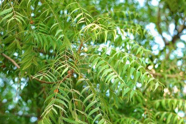 Công dụng làm đẹp của lá neem