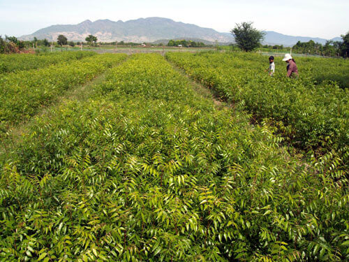 Chính sách phát triển cây Neem Ninh Thuận 