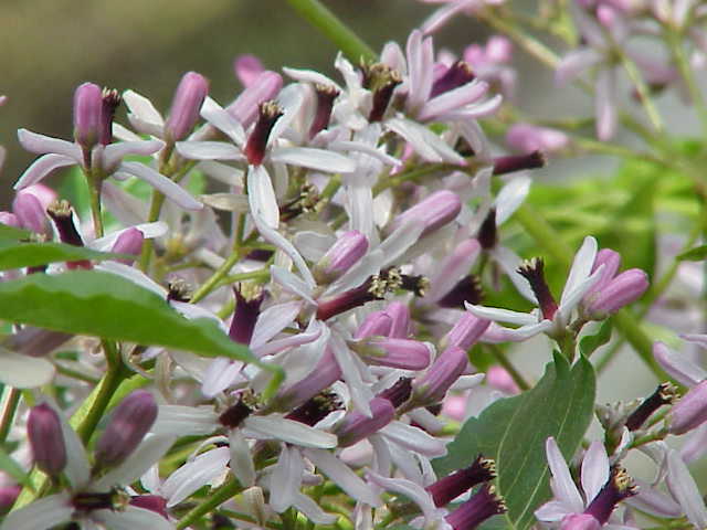 hoa của cây sầu đâu có thể pha trà uống giúp trị hôi miệng, thanh nhiệt giải độc