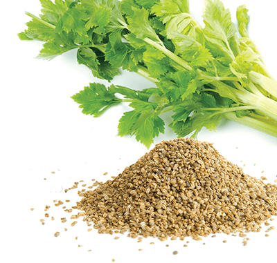 Trà Celery – thảo dược giảm axit uric cực tốt và là một trong những cách giảm axit uric trong máu nhanh