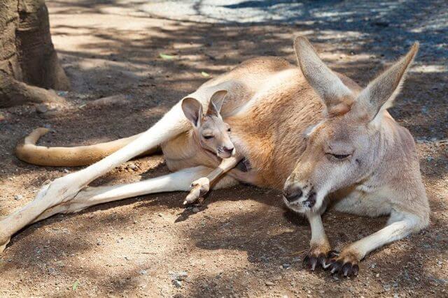 Kangaroo – Biểu tượng đặc trưng của Australia