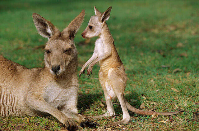 Nguồn gốc tên gọi Kangaroo