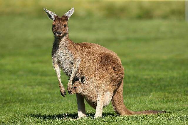 Kangaroo hoạt động chủ yếu vào ban đêm để tránh nóng