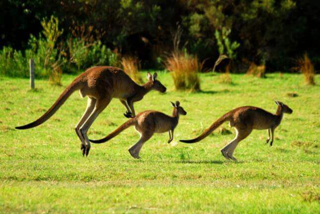 Một con Kangaroo trưởng thành có thể nhảy cao tới 3m
