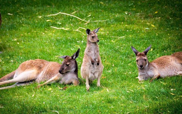 6 điều thú vị về con Kangaroo – Biểu tượng đặc trưng của Australia