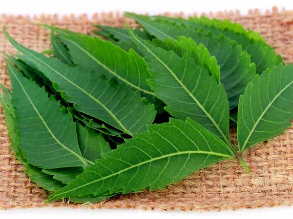 Các hoạt chất trong cây neem Ấn Độ hoàn toàn vô hại cho sức khỏe