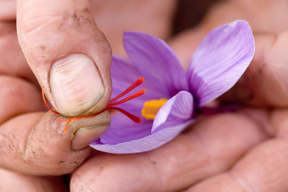 nhụy hoa nghệ tây để làm trà saffron đã có lịch sử hình thành từ hơn 3000 năm trước