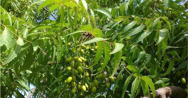 Cây neem là cây gì và nguồn gốc từ đâu?