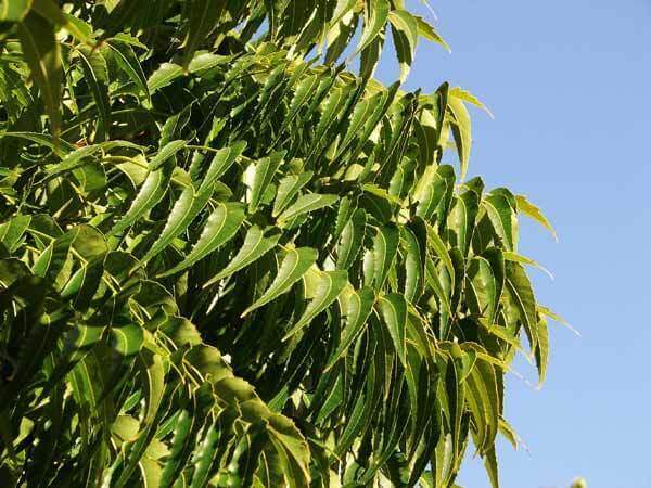 Công dụng làm đẹp của lá neem là gì?
