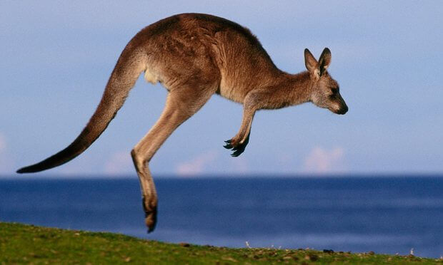Thịt Kangaroo – Món ăn độc đáo tại Úc khiến bạn ngất ngây